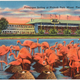 A Florida postcard from the 1940s.